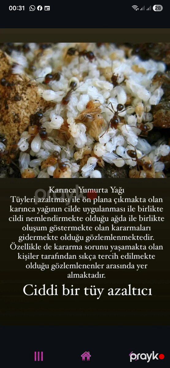 Qarışqa yumurtası yağı — Gözəllik və səhiyyə, Bakı (2)