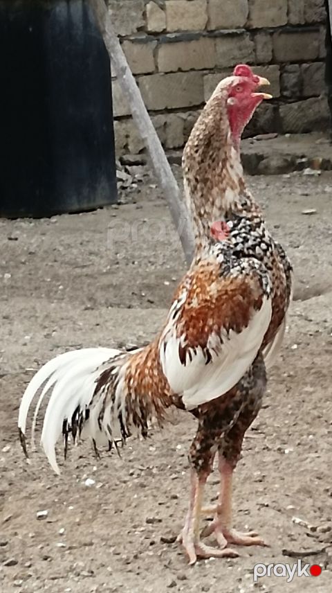 Pileymut yumurtaları bir denedi 2 manat — Saray