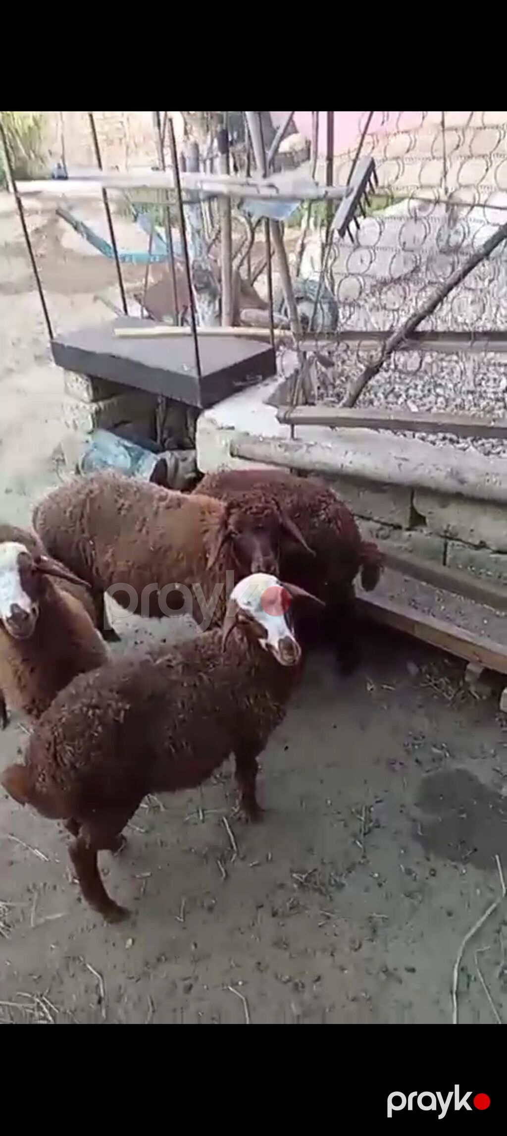 Dişi, Qala, il: 1, Damazlıq — Kənd təsərrüfatı heyvanları, Xırdalan (2)