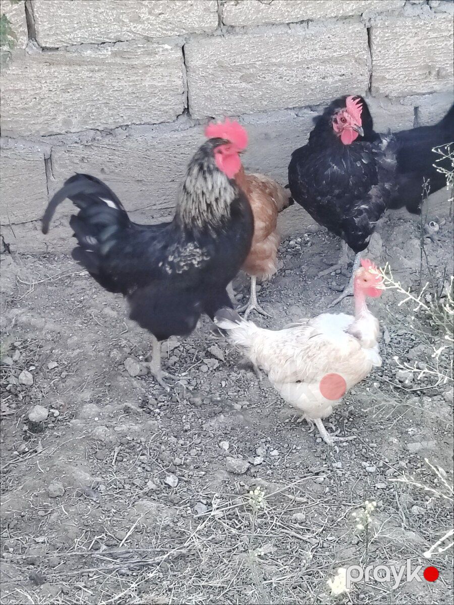 Xoruzlar — Kənd təsərrüfatı heyvanları, Sumqayıt (2)