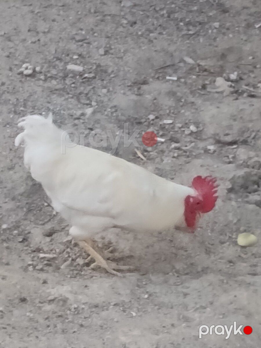 Xoruzlar — Quşlar, Bakı (5)