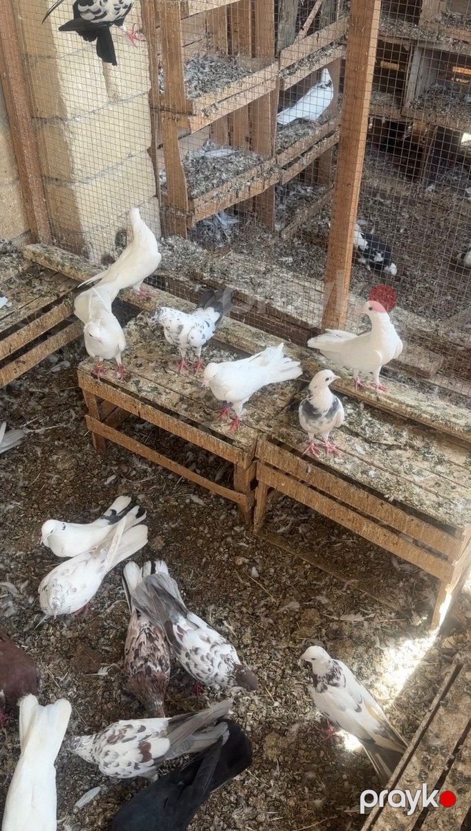 Göyərçinlər — Quşlar, Sabirabad (7)