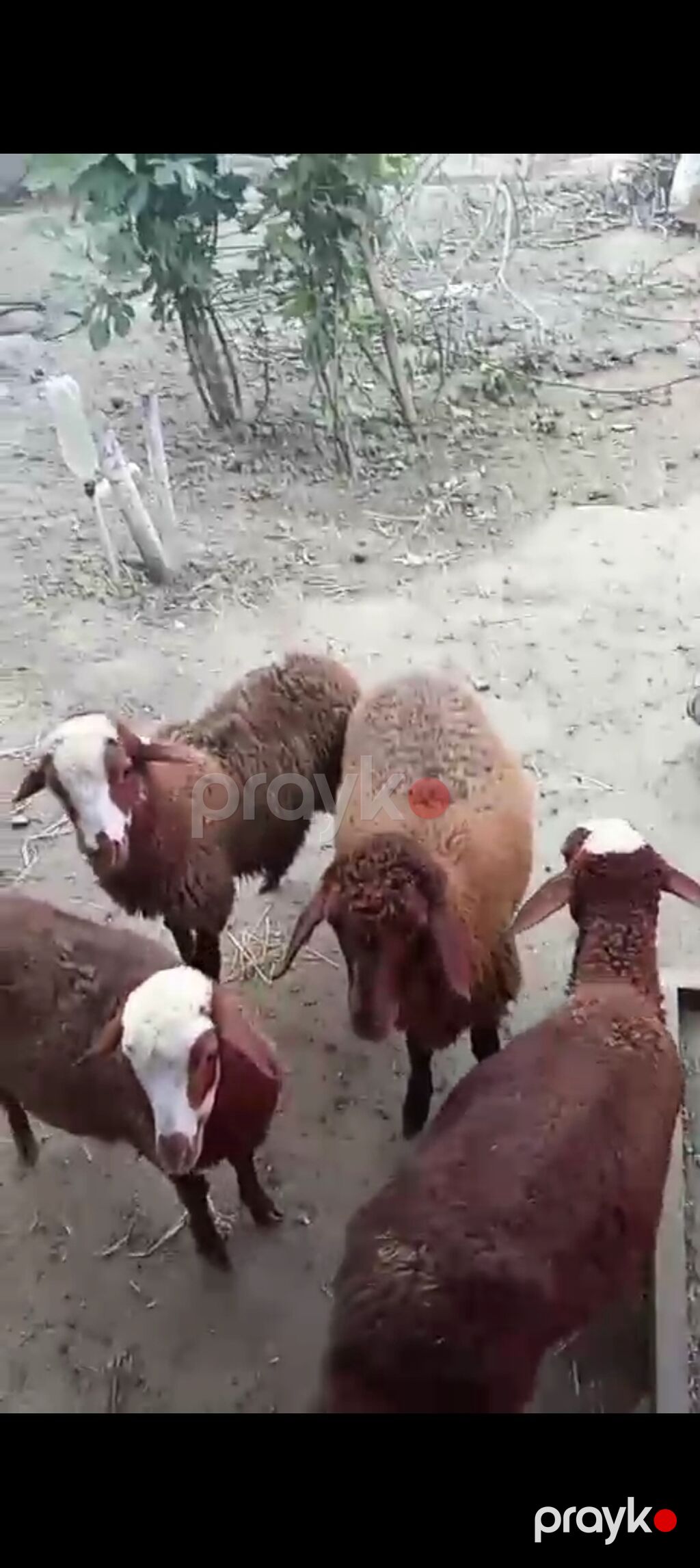 Dişi, Qala, il: 1, Damazlıq — Kənd təsərrüfatı heyvanları, Xırdalan (3)