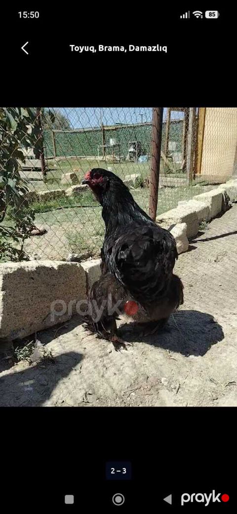 Brama — Hacıqabul