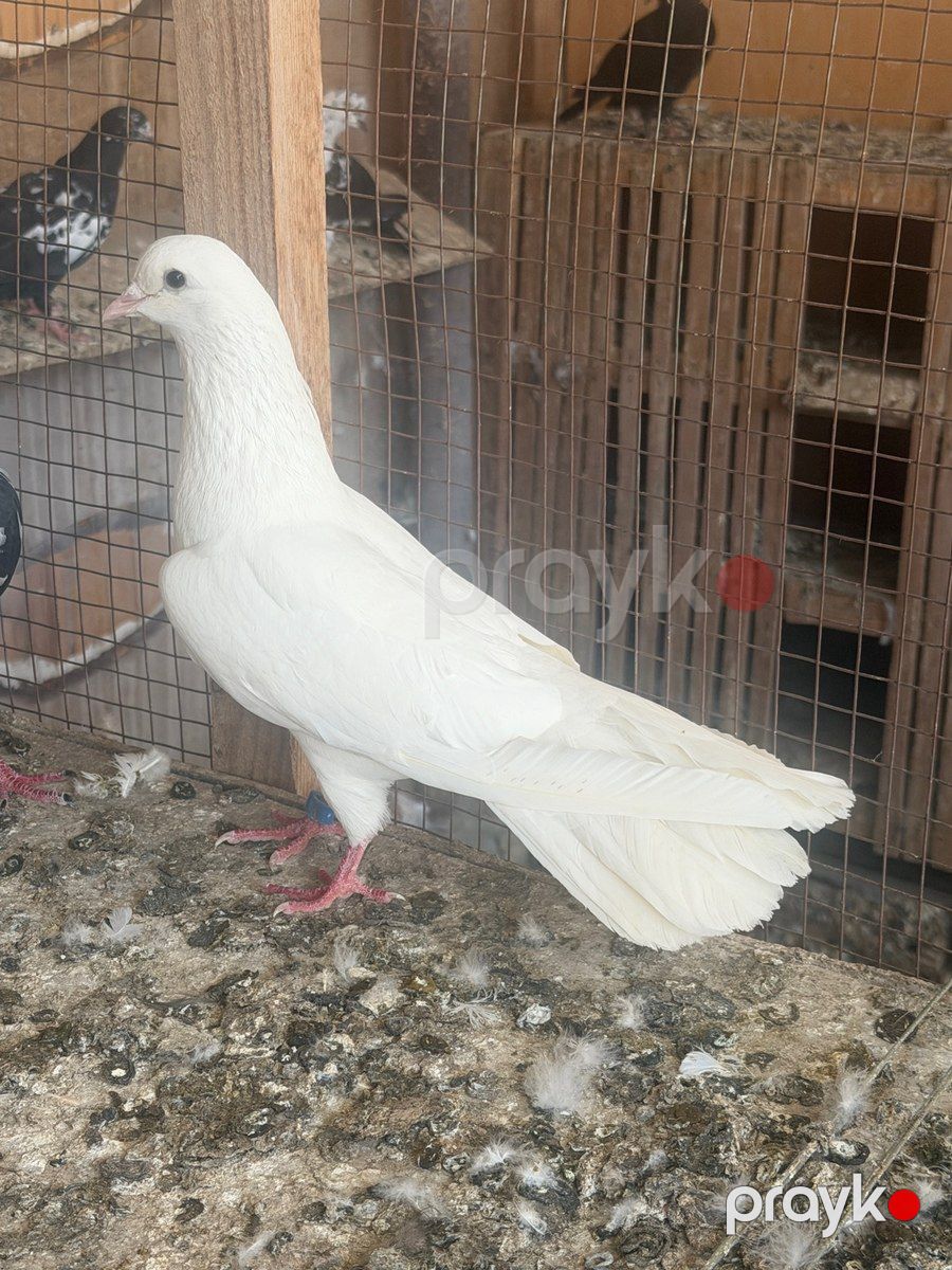 Göyərçinlər — Quşlar, Sabirabad (9)