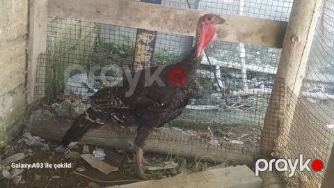 Tam sağlam, aktiv və gənc hinduşka satılır. Xalis yerli bürünc — Digah