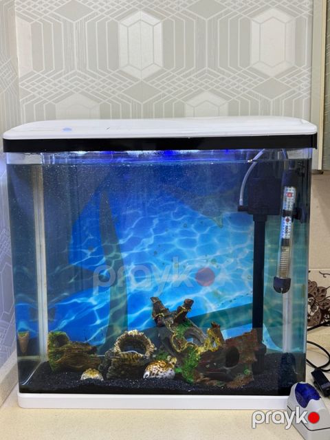 Akvarium — Bakı