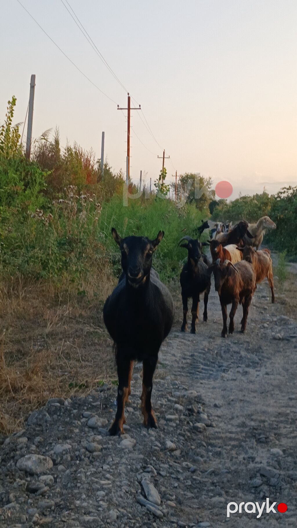 Dişi, il: 2, Damazlıq, Ünvandan götürmə — Kənd təsərrüfatı heyvanları, Quba (4)