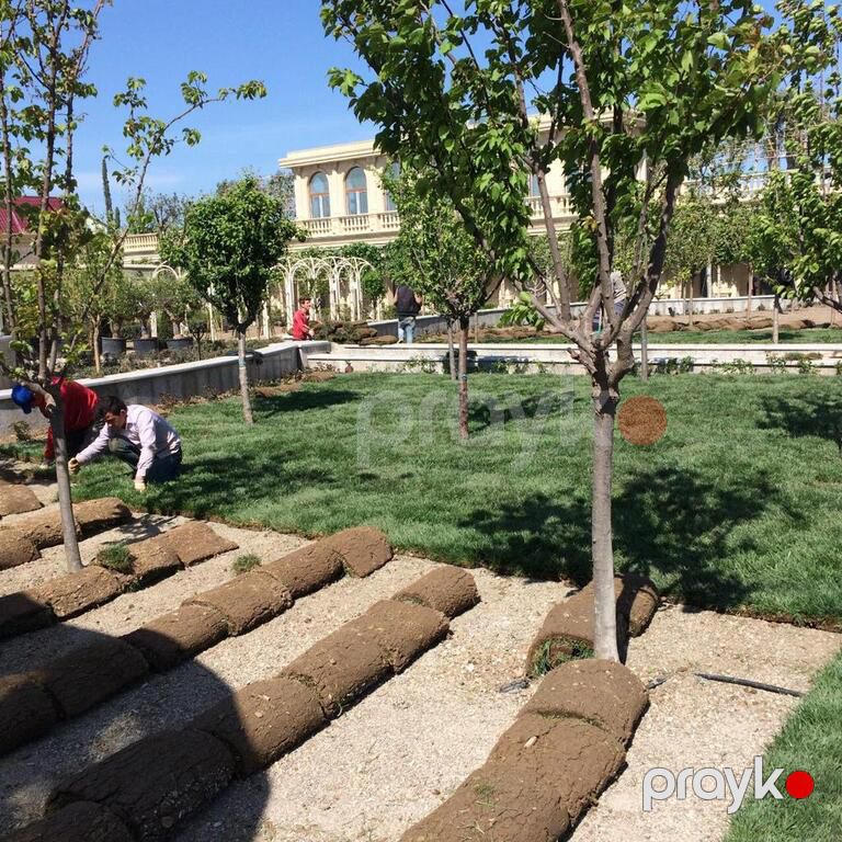 Qazon — Bitkilər, Bakı (7)