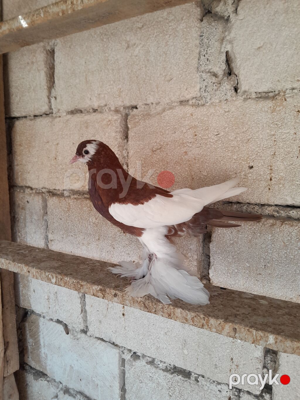 Salam olsun her kese Dutu kevendi yeni yeni qizir mayadi keven — Göyərçin, Bərdə