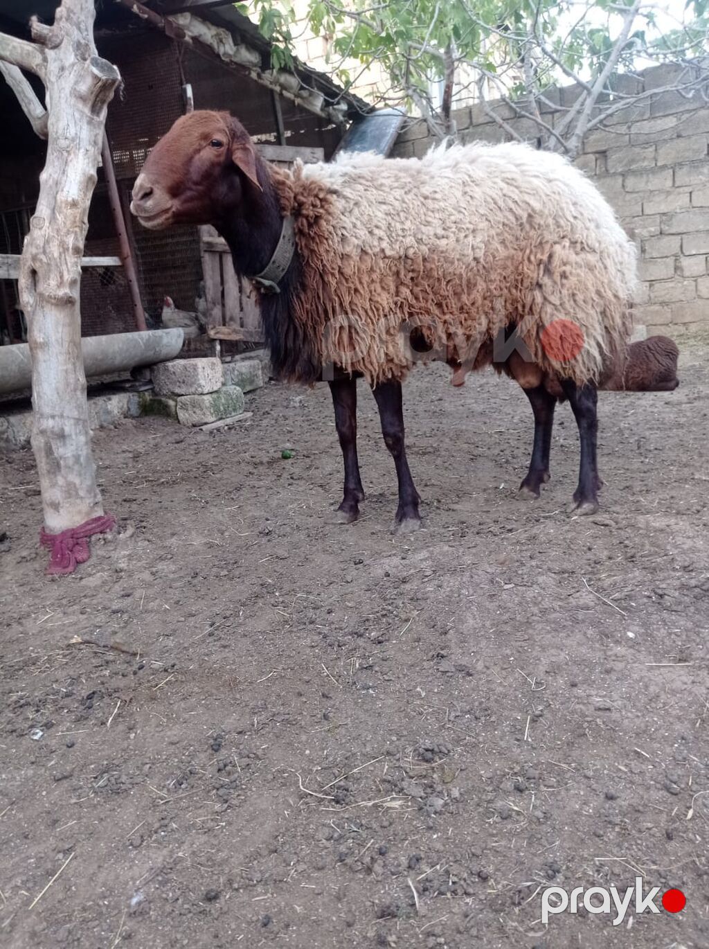 Qoyun sürüsü – yerli ətlik-yunlu tip - Növ: yerli xallı/qaradolaq — Kənd təsərrüfatı heyvanları, Fatmayı (7)
