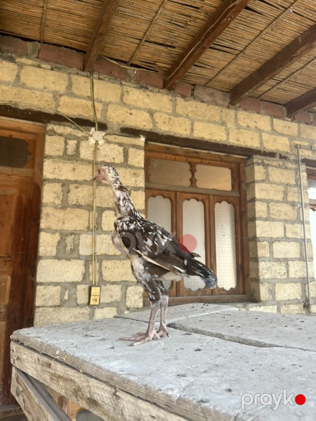 Toyuq cücələri, Damazlıq — Toyuq və xoruz, Gəncə (3)