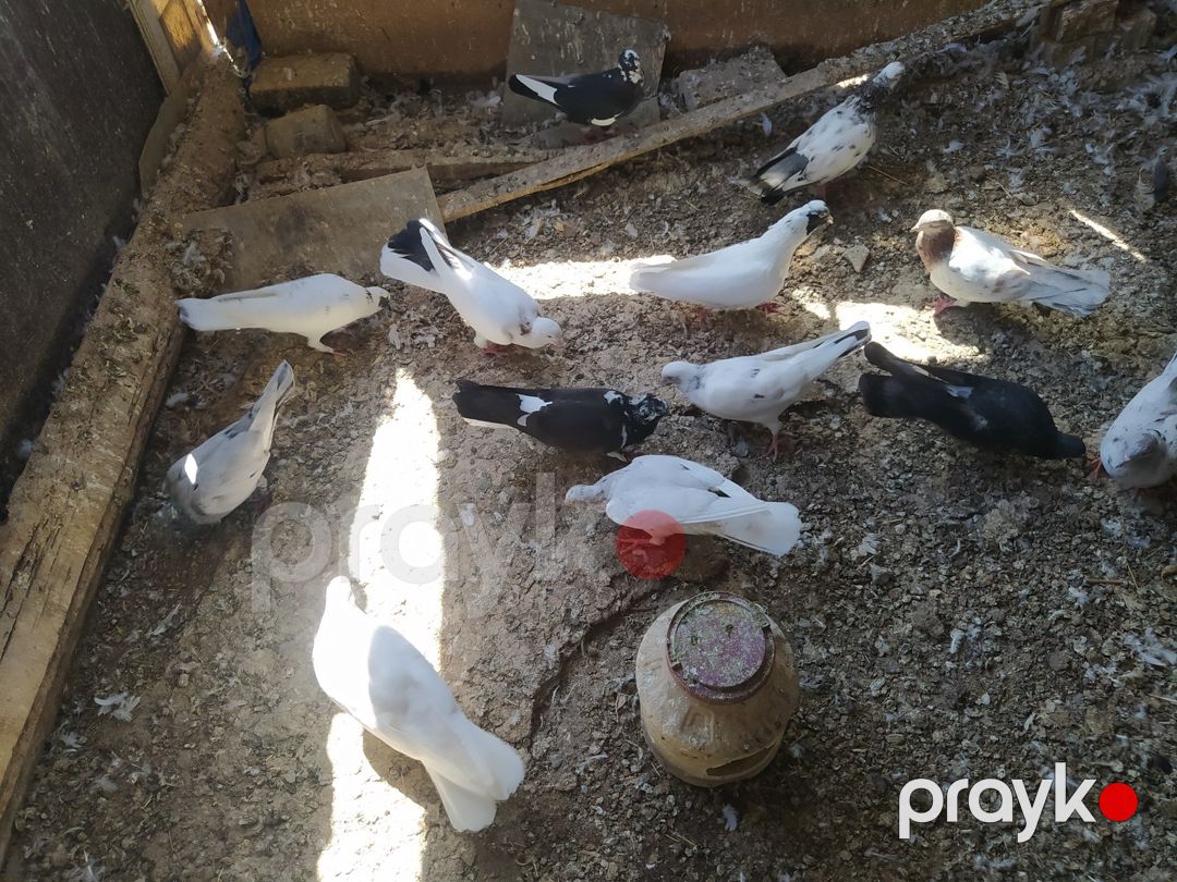 Göyərçinlər — Quşlar, Bakı (2)