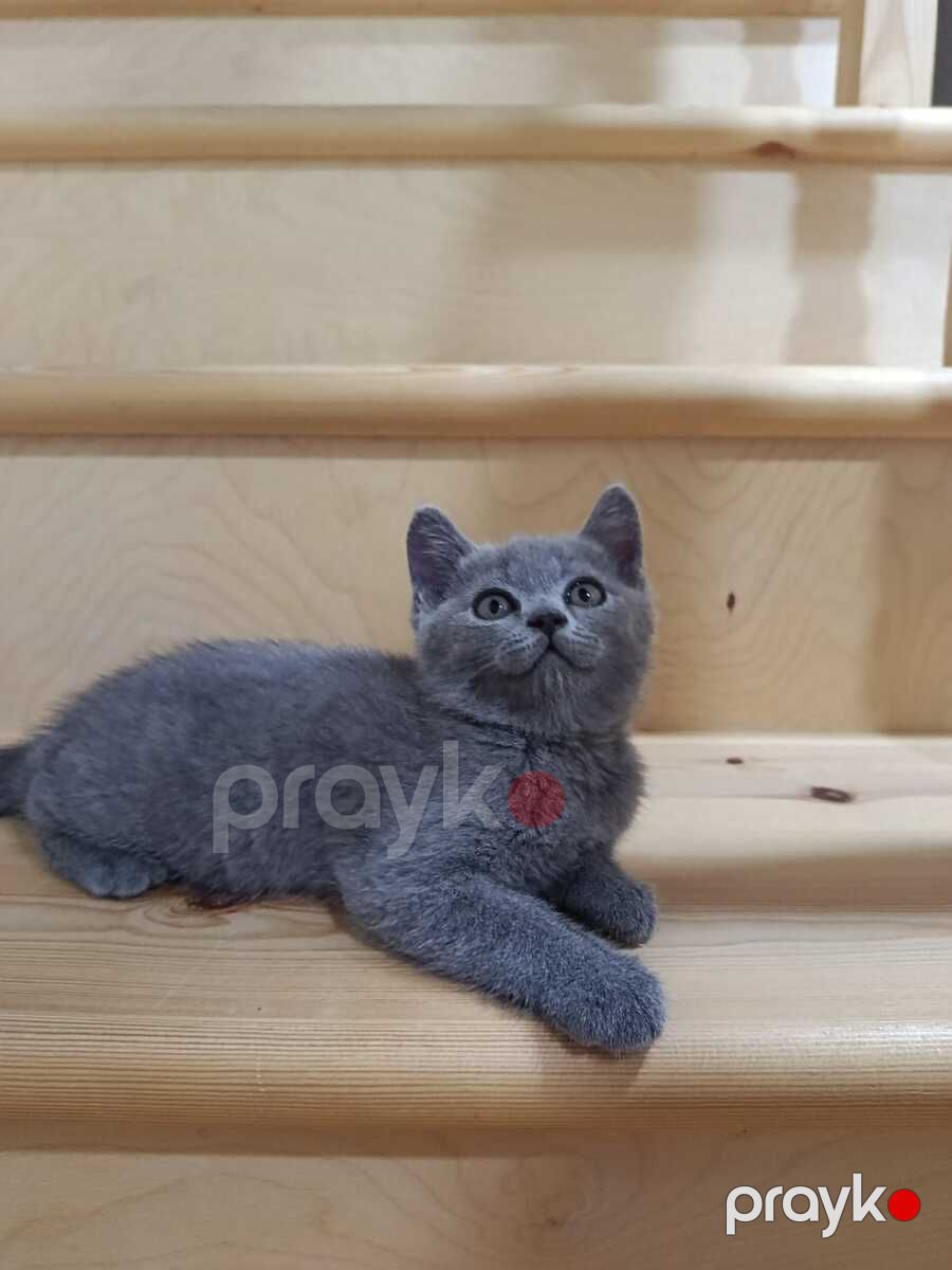 Britan pişik balaları — Pişiklər, Bakı (6)