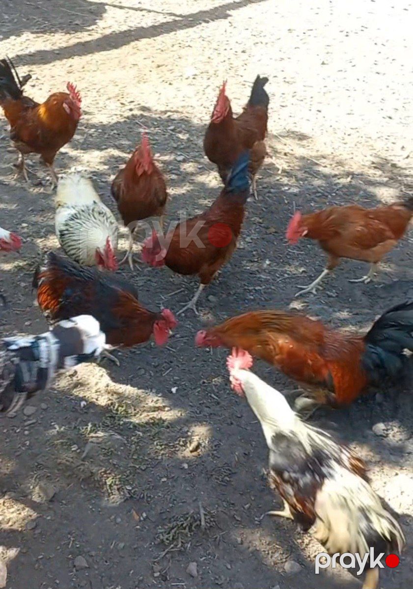 Xoruz — Quşlar, Gəncə (2)