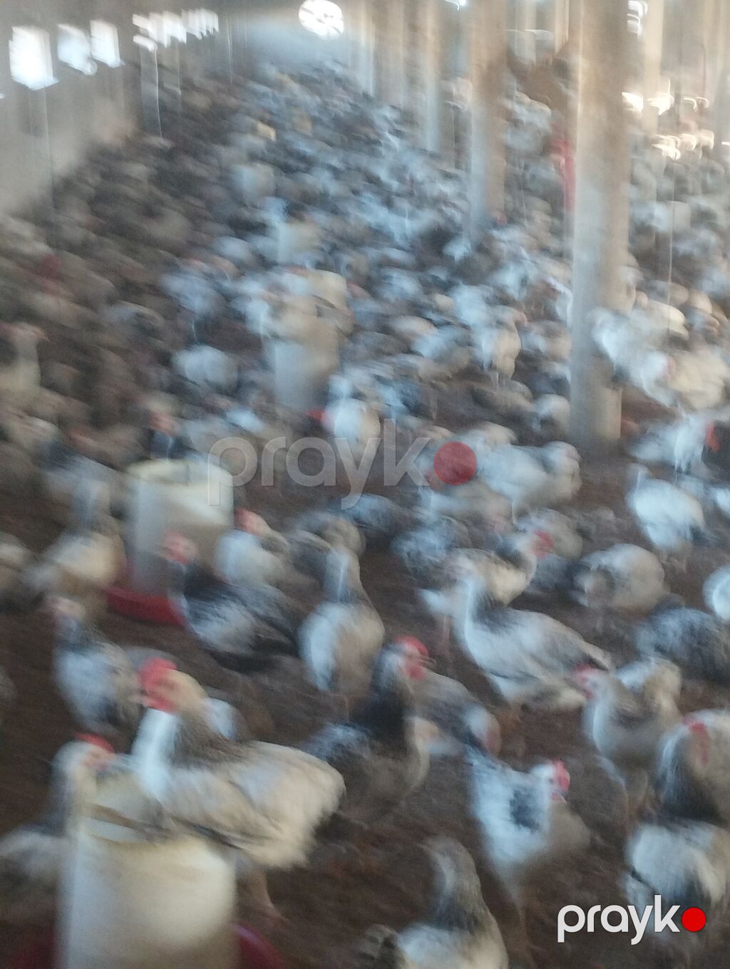 Temiz serebirst F6 75 günlük satışda kim istəyir əlaqə nömrəsi — Toyuq və xoruz, Digah (4)