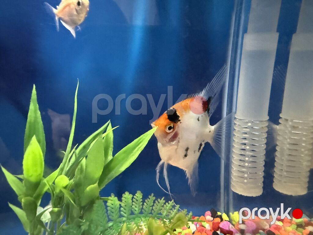 Dördbucaq akvarium, Balıqlarla birlikdə, 10 l, Ünvandan götürmə — Akvariumlar və balıqlar, Bakı (7)