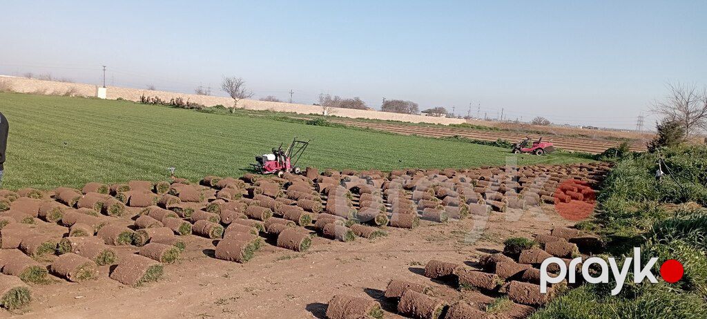 Qazon — Bitkilər, Bakı (10)