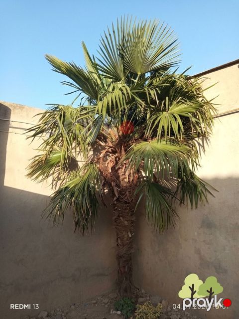 Yelpikyarpaq xurma ağacı (Trachycarpus fortunei) - Dekorativ, yelpik — Digah
