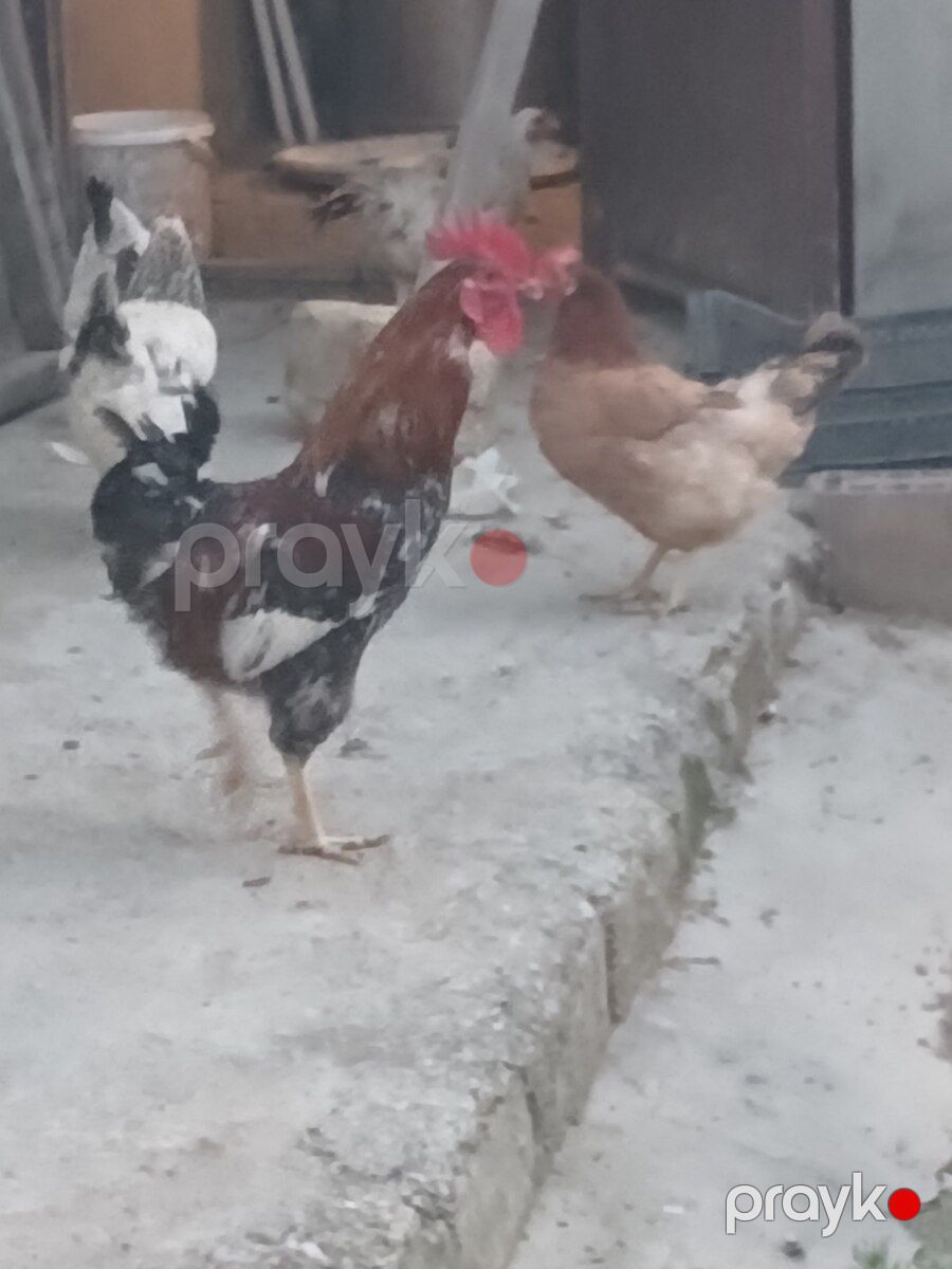 Xoruzlar — Quşlar, Bakı (6)