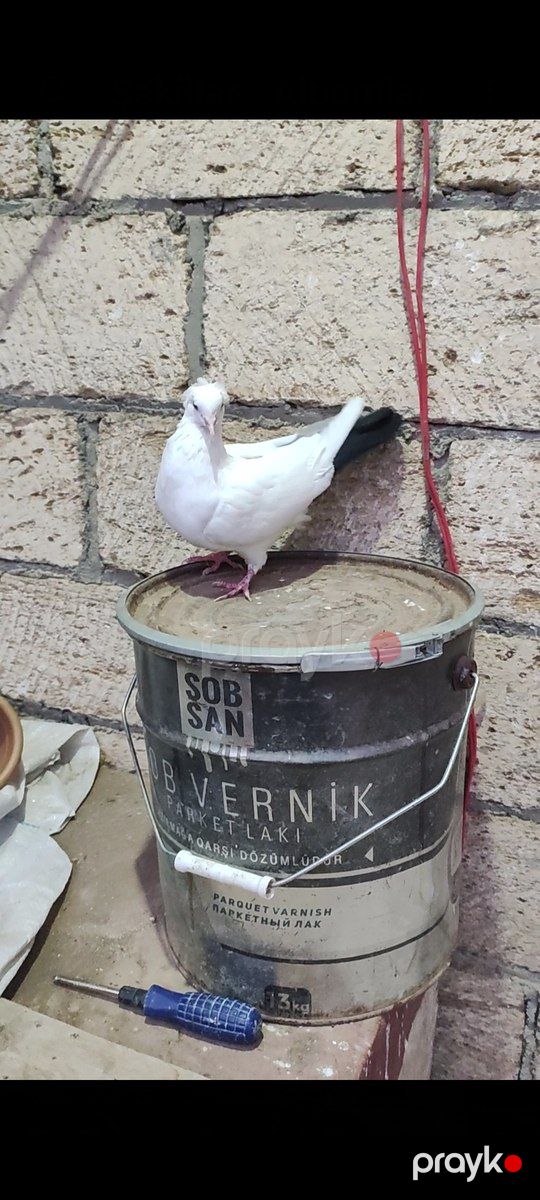 Göyərçin — Quşlar, Bakı (4)