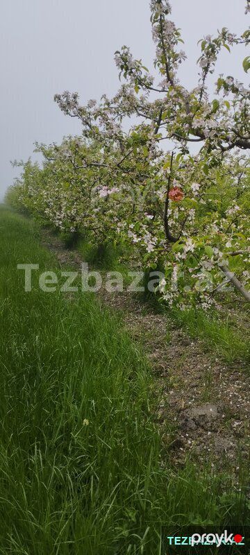 Quba rayonu Paşa oba kendində bağ sahəsi satilir — Torpaq, Quba (3)