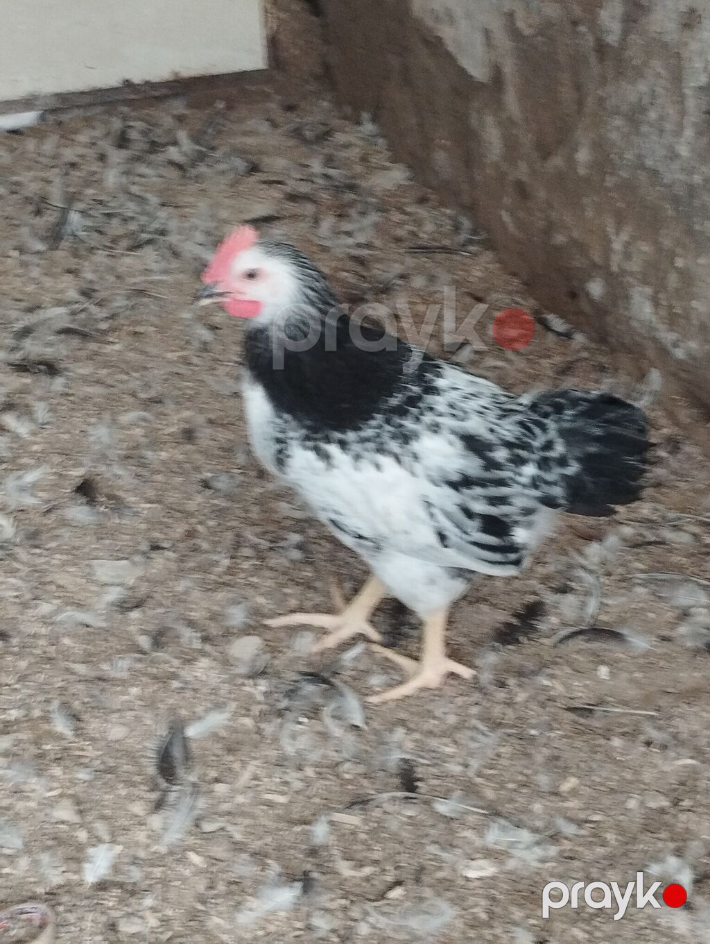 Temiz serebirst F6 75 günlük satışda kim istəyir əlaqə nömrəsi — Toyuq və xoruz, Digah (3)