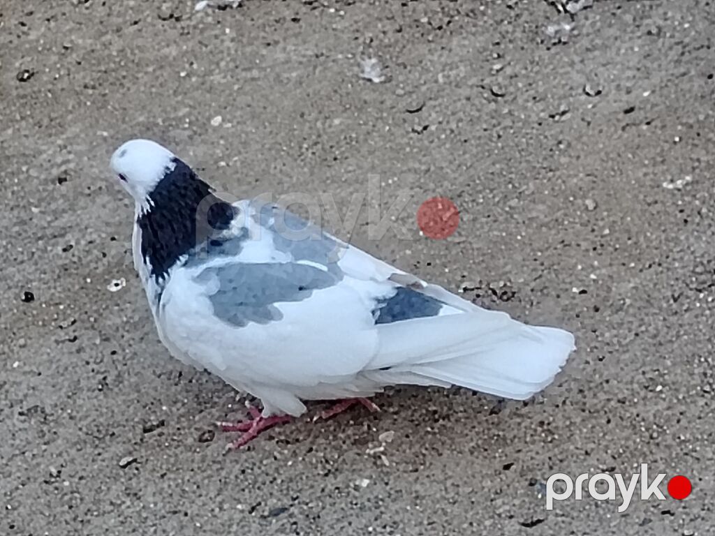 Salam erkeydi tutulma sonqiymeti 20manat qiymete gore aeti narahat — Göyərçin, Digah (6)