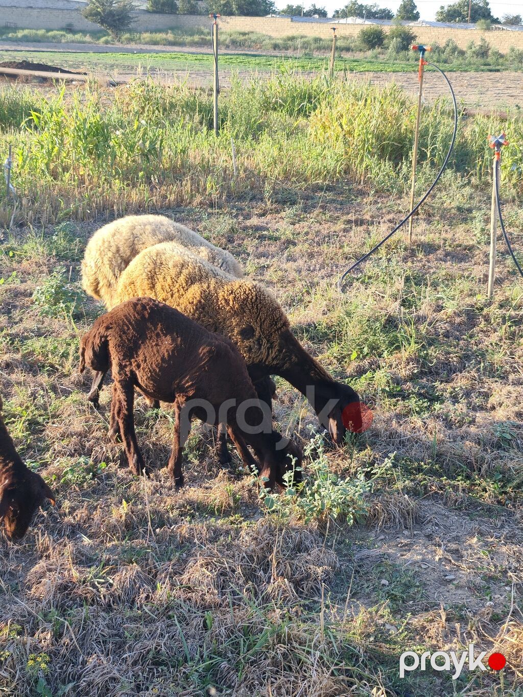 Qirmizi qala qoyunu satilir 1 qarin bala verib super qoyundu damazliga — Kənd təsərrüfatı heyvanları, Bakı (4)