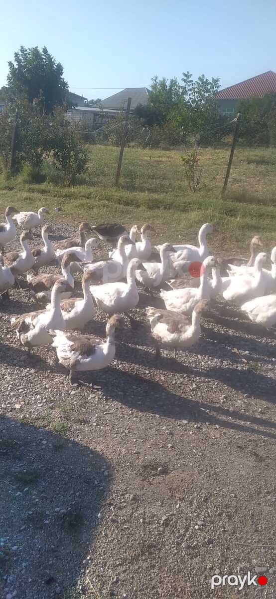 Qazlar — Quşlar, Şabran (4)