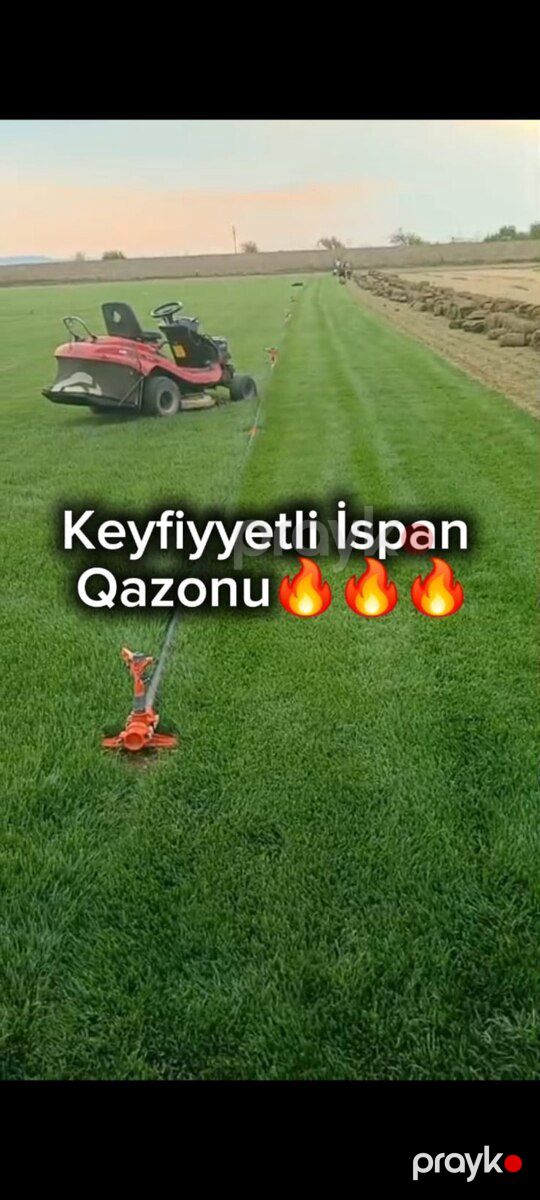 Qazon — Bitkilər, Bakı (3)