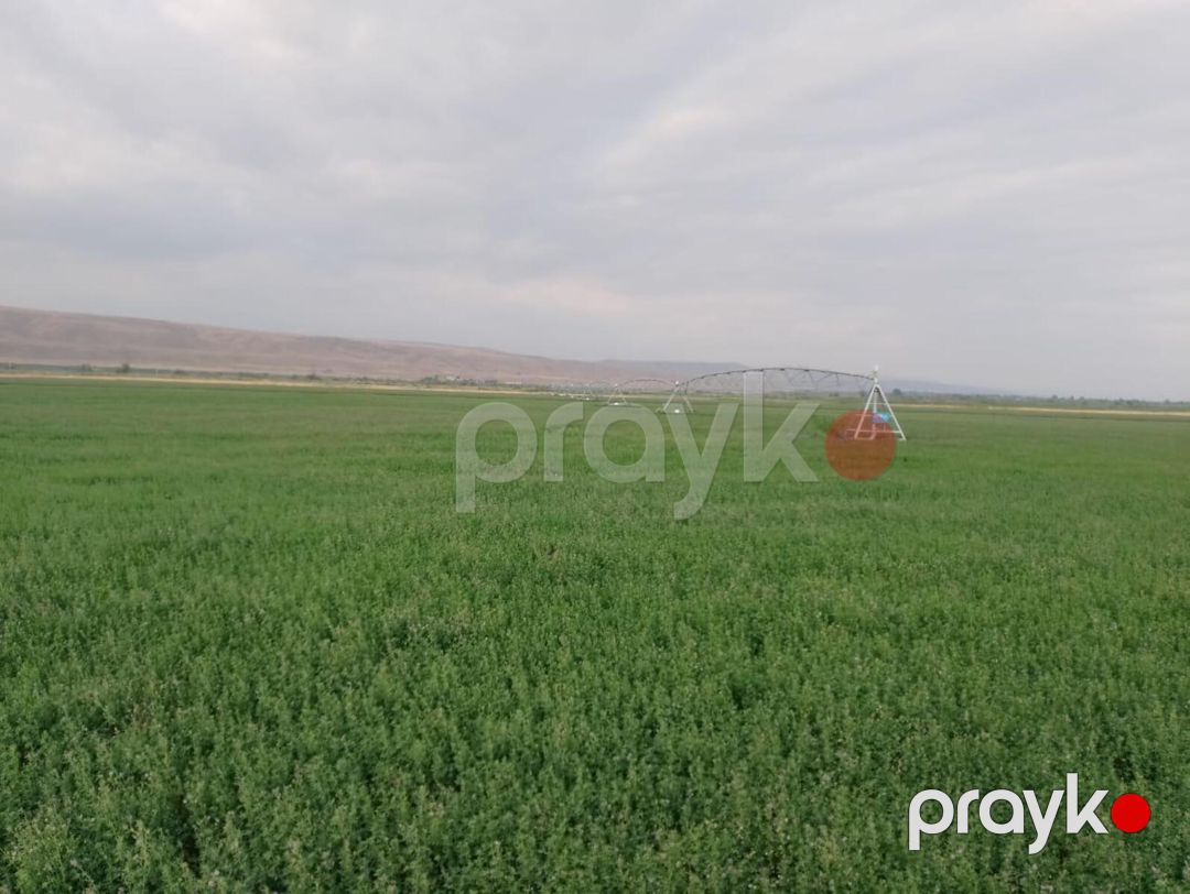 Satılır torpaq 31500 sot — Torpaq, Ağsu (3)