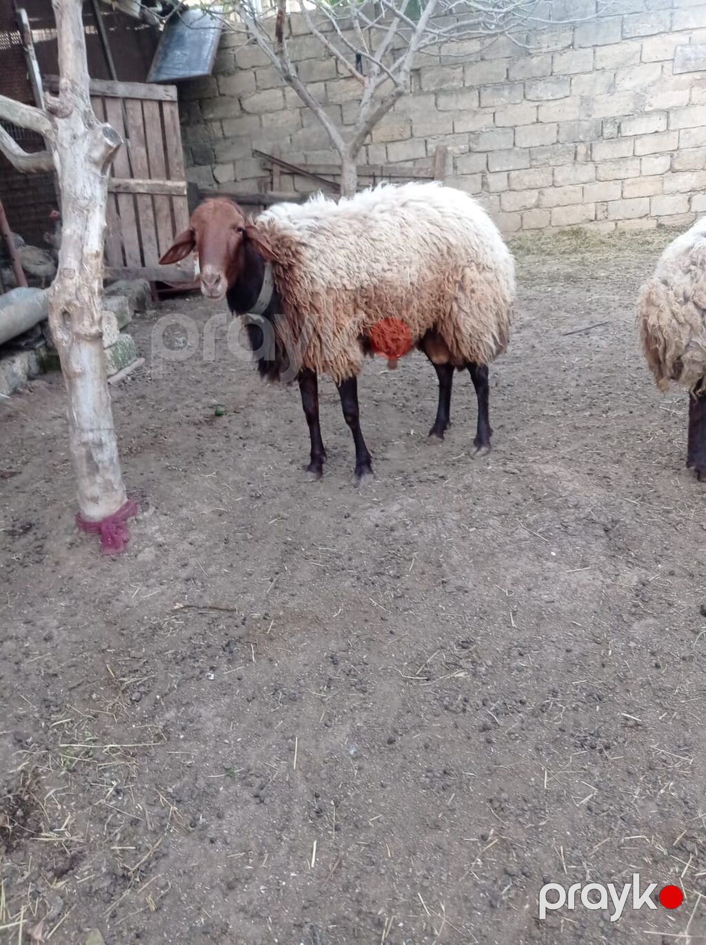 Qoyun sürüsü – yerli ətlik-yunlu tip - Növ: yerli xallı/qaradolaq — Kənd təsərrüfatı heyvanları, Fatmayı (4)