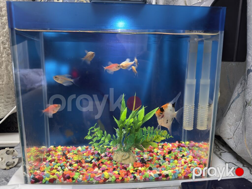 Dördbucaq akvarium, Balıqlarla birlikdə, 10 l, Ünvandan götürmə — Akvariumlar və balıqlar, Bakı (2)