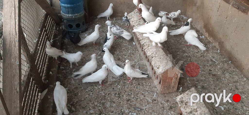 Saqlam quslardir son qiymeti 3,50 yedir — Göyərçin, Bakı (2)