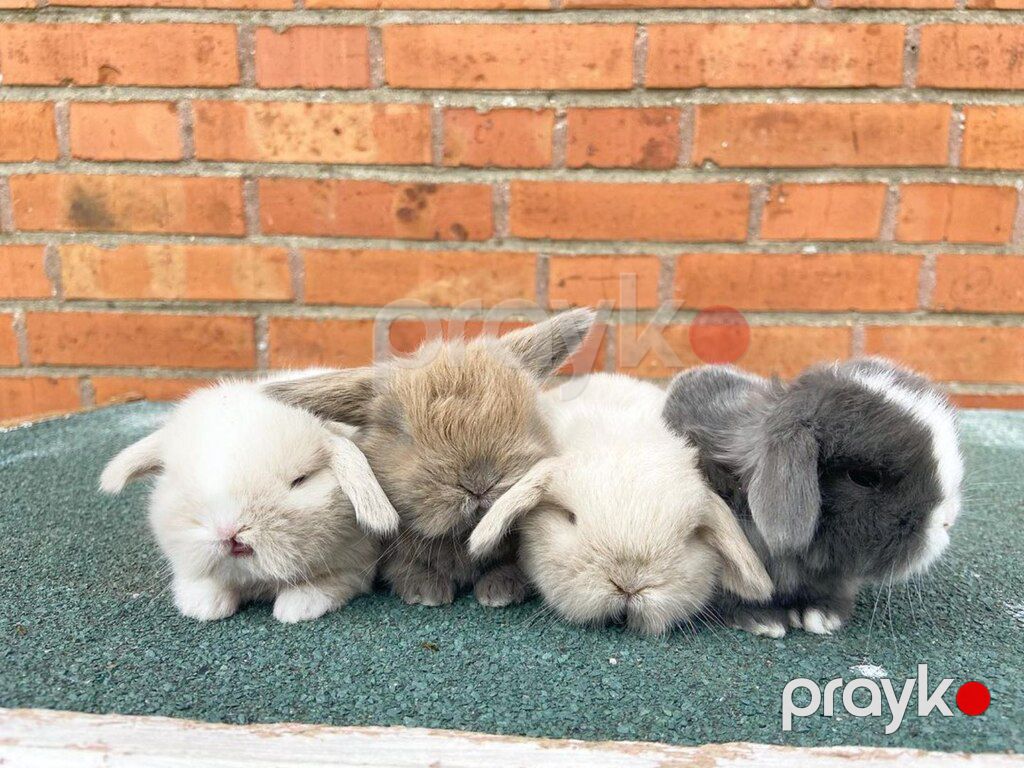 Mini lop dovşan — Dovşanlar, Xırdalan (4)