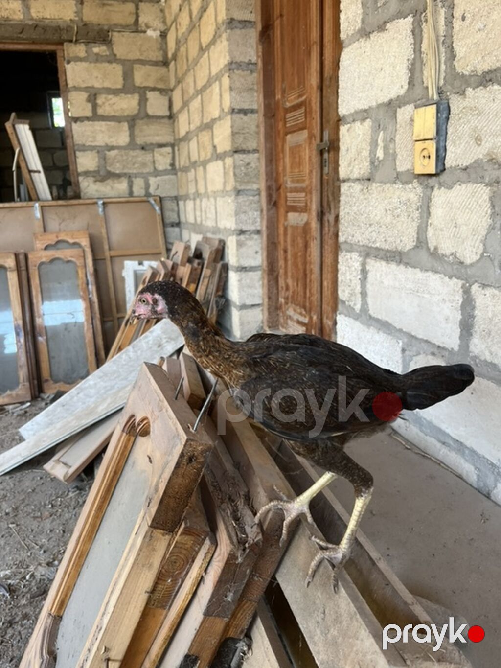 Toyuq, Damazlıq — Toyuq və xoruz, Gəncə (3)