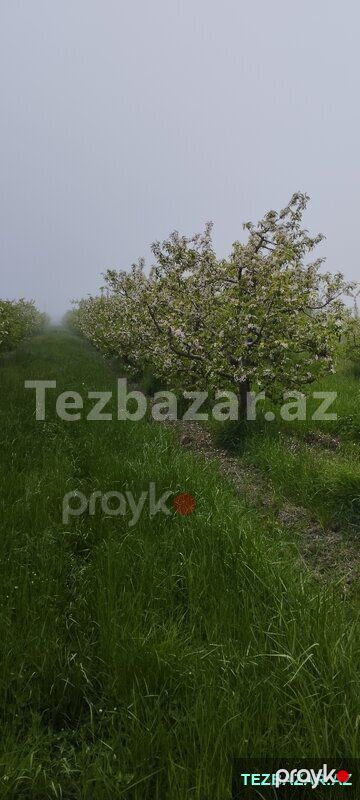 Quba rayonu Paşa oba kendində bağ sahəsi satilir — Quba