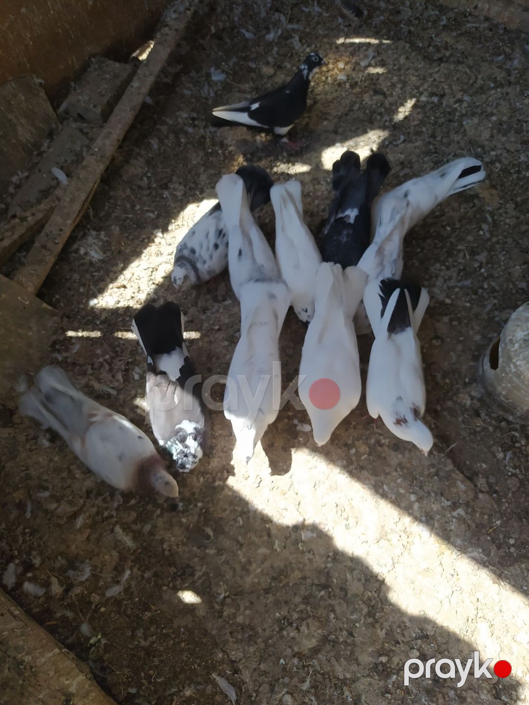Göyərçinlər — Quşlar, Bakı (8)