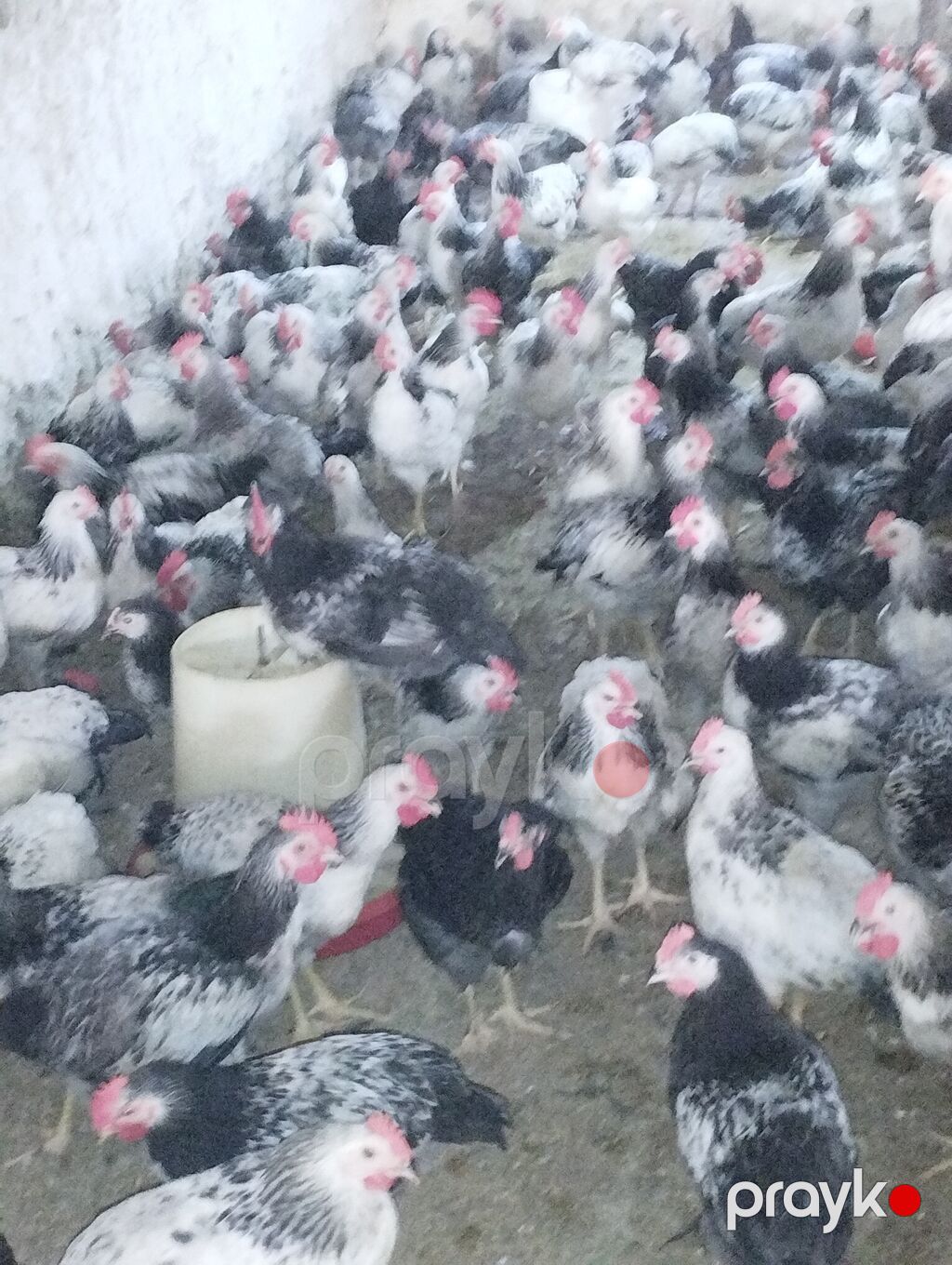 Temiz serebirst F6 75 günlük satışda kim istəyir əlaqə nömrəsi — Toyuq və xoruz, Digah (2)