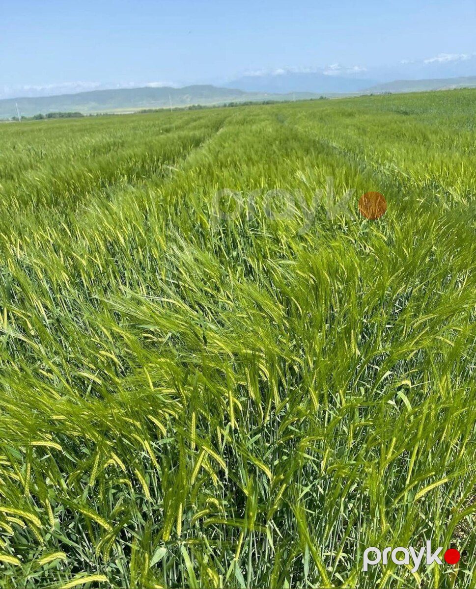 5.75 sot torpaq sahəsi, Şəki r — Torpaq, Şəki
