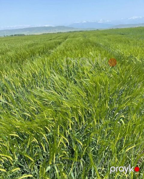 5.75 sot torpaq sahəsi, Şəki r — Şəki