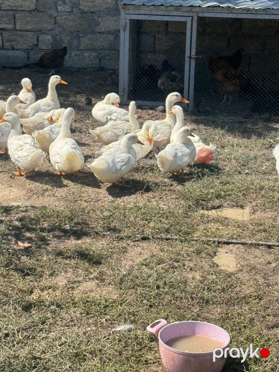 Ördəklər — Quşlar, Bakı (5)