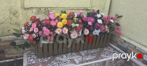 Dibçəkdə güllər bag evləri üçün balkon üçün rəngbərəng guller 1 ədədi — Digah