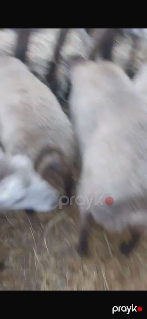 60 dene var isdyen nomreni vatcapına yazsin video atm 0557112258 — Bakı