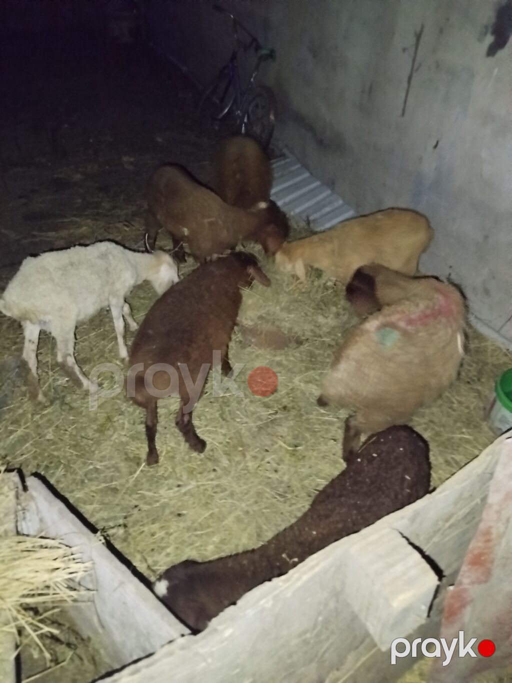 Qoyun və quzu sürüsü - Şəkillərdə müxtəlif rənglərdə (qəhvəyi, ağ — Kənd təsərrüfatı heyvanları, Digah (2)