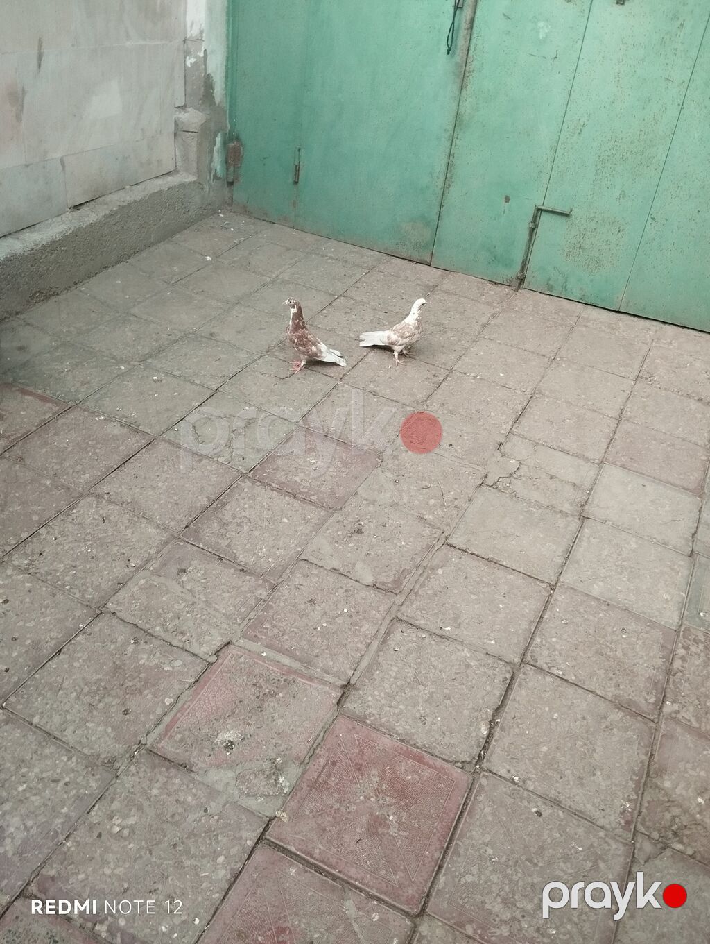 Biri erkək,biri mayadır.Kəvən quşlardir.Iran cinsleridir.Qiymet cütüne — Göyərçin, Digah