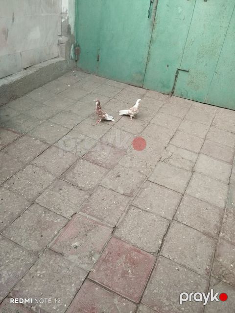 Biri erkək,biri mayadır.Kəvən quşlardir.Iran cinsleridir.Qiymet cütüne — Digah