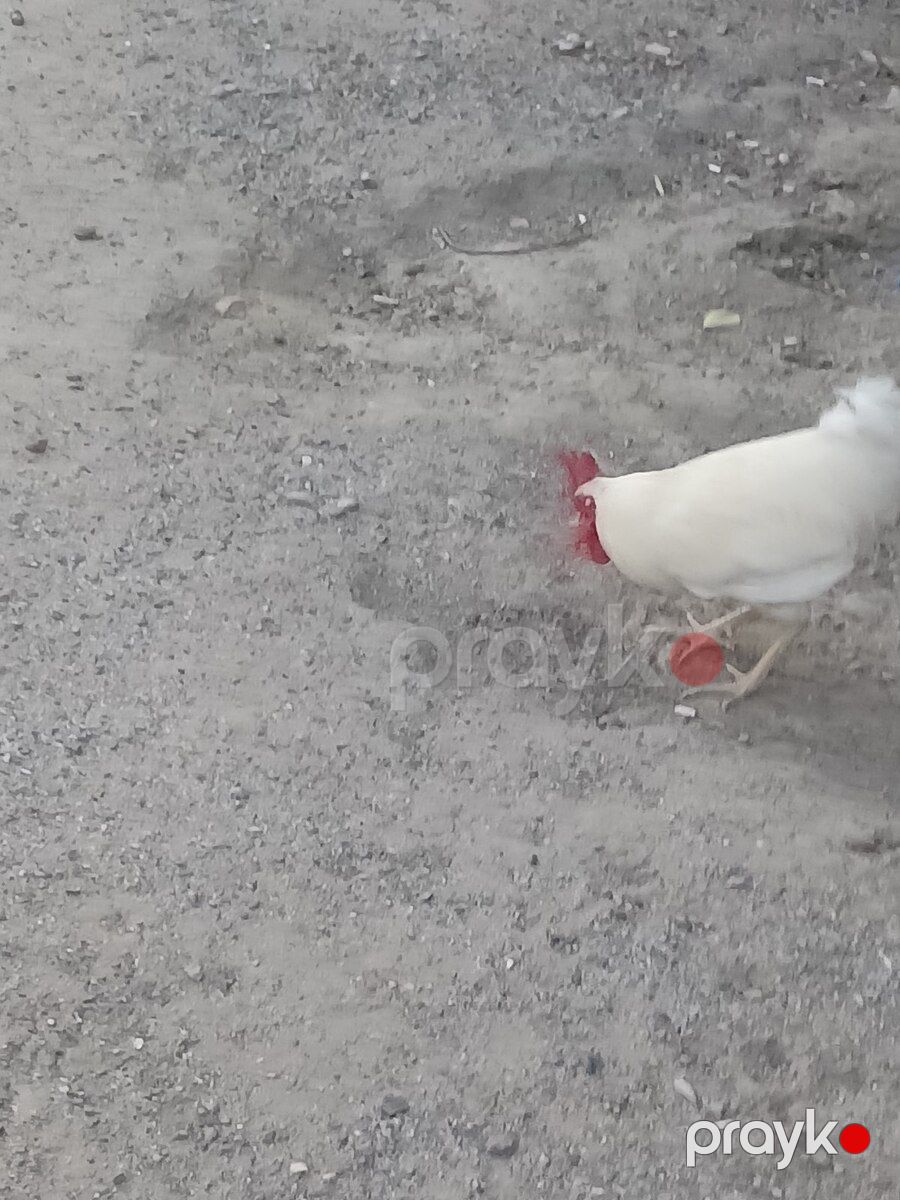 Xoruzlar — Quşlar, Bakı (3)