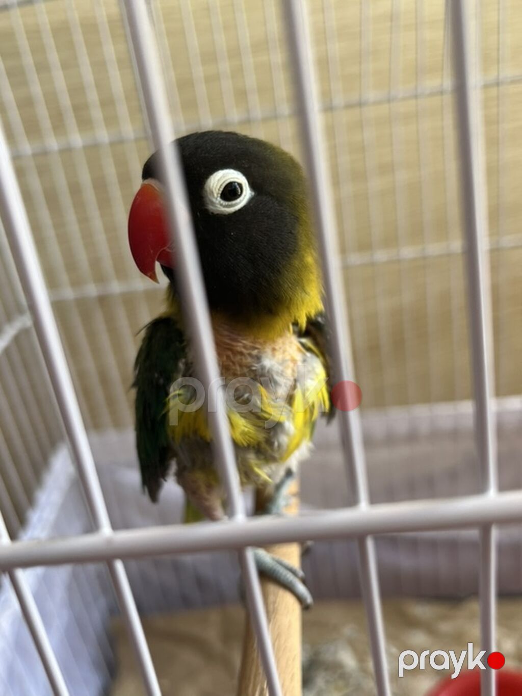 Növ: Sevgiliquşu (Agapornis) Rəng çalarları: qara baş, ağ göz halqası — Tutyun papağayı, Bakı